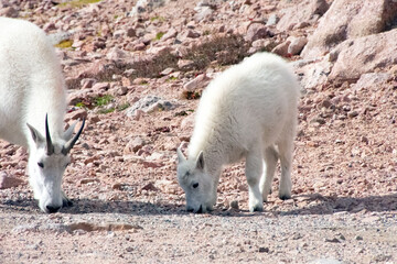 Mountain Goat Mount Evans Colorado