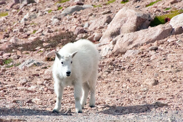 Mountain Goat Mount Evans Colorado