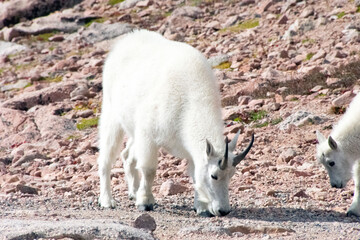 Mountain Goat Mount Evans Colorado