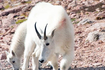 Mountain Goat Mount Evans Colorado