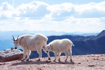 Obraz premium Mountain Goat and Kid Mt. Evans Colorado