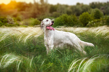 Fototapeta premium Beautiful white English setter stands in tall thickets of feather grass in the rays of the evening sun. Pheasant and partridge hunting. Hunting dogs. Soft focus. Selective focus.