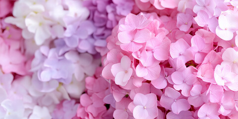 Obraz premium Pink and Purple Hydrangea Flowers in Bloom