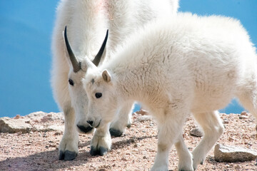 Mountain Goat and Kid Mt. Evans Colorado