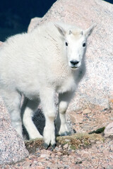 Mountain Goat Mount Evans Colorado