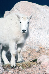 Mountain Goat Mount Evans Colorado