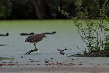 night heron