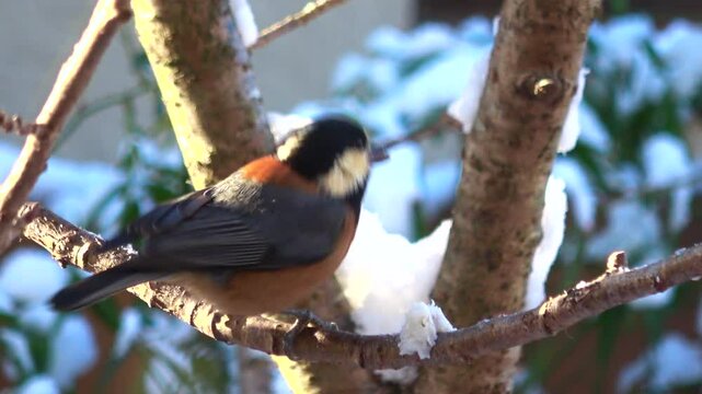 雪の中、木の枝に止まり、脂身を食べて飛び立つヤマガラ  冬の野鳥  4K
