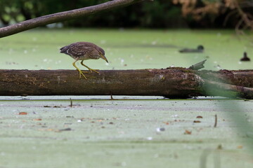 night heron