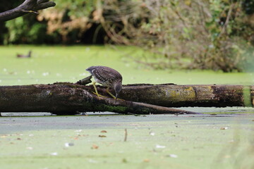 night heron