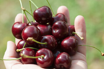 Frisch gepflückte Kirschen
Eine Handvoll Süsskirschen
