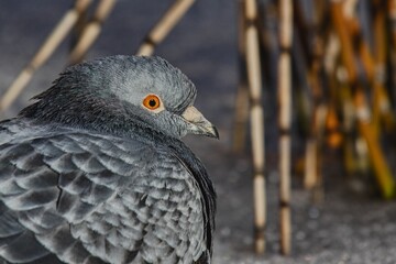 Close up portrait of grey pigeon on frozen surface in winter