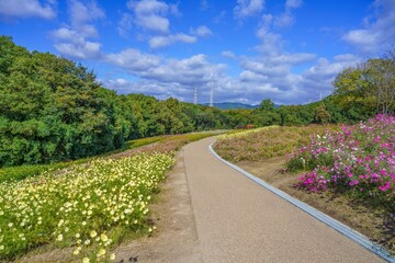 青空バックに見る満開のカラフルなコスモスに囲まれた遊歩道の情景