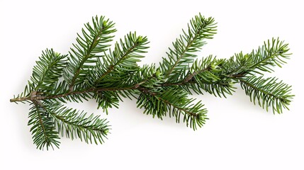 a green branch with needles