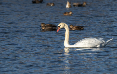 Mute swan swimming in a lake.