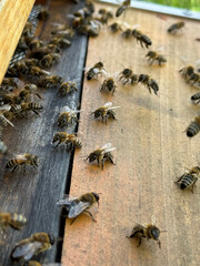 A swarm of honeybees actively moves around the entrance of a wooden beehive. The macro shot captures the bees’ delicate wings, striped bodies, and busy hive activity.