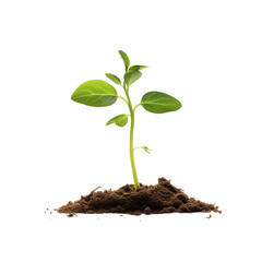 young sprout emerging from soil transparent background 