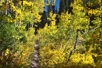 Box Elder Peak Hiking Trail, American Fork Canyon. Uinta-Wasatch-Cache National Forest, Wasatch Range Rocky Mountains, Utah, United States.