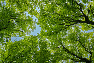green maple leaves
