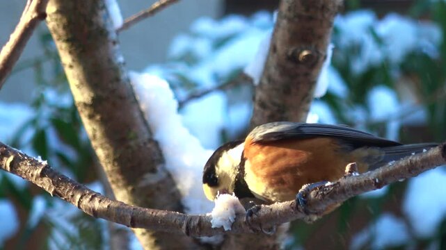 雪の中、木の枝に止まり、脂身を食べるヤマガラ  冬の野鳥  4K
