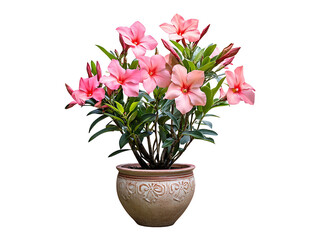 Fototapeta premium Blooming pink flowers in decorative pot indoor garden photographic still life bright light