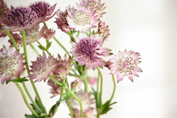 アストランチア