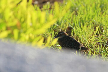 brown quail