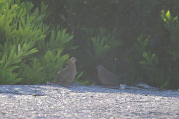brown quail