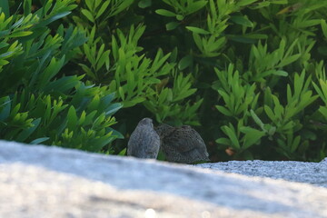 brown quail