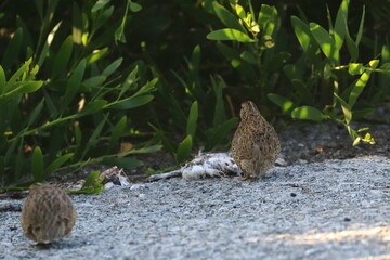 brown quail