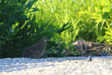 brown quail
