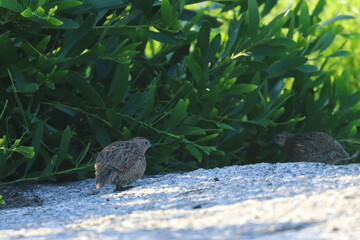 brown quail