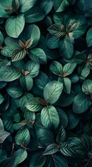a group of green leaves