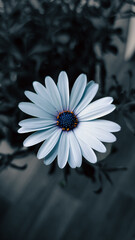 ladybug on daisy
