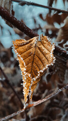 autumn leaves in the snow