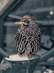 Bird in a snow 
