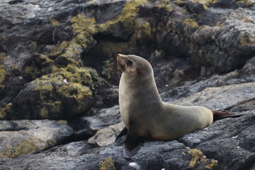 fur seal