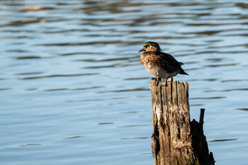 Female wood duck perched and alert on an old rotting wood dock piing in Lake Washington on a sunny winter day, Juanita Bay Park, Kirkland, Washington

