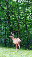 deer in the woods