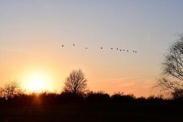 Sunset Geese