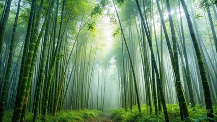 Fototapeta premium A dense thicket of bamboo in a misty forest environment , nature, jungle, nature, jungle