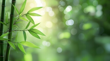 Green Bamboo Plants Nature Background with Blurred Background