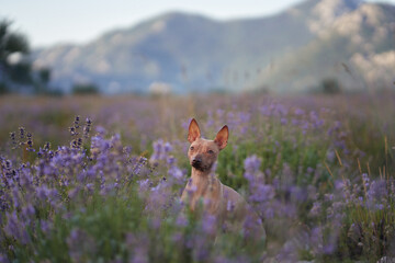 An American Hairless Terrier dog poses on a rocky path surrounded by blooming lavender, set against a serene mountain landscape.
