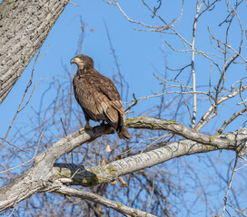 juvenal bald eagles near missouri river