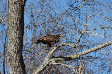 juvenal bald eagles near missouri river