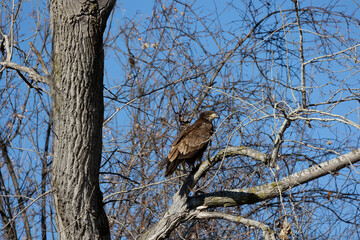 juvenal bald eagles near missouri river