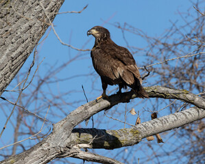 juvenal bald eagles near missouri river
