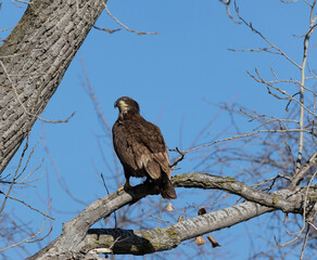 juvenal bald eagles near missouri river