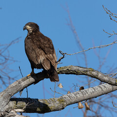 juvenal bald eagles near missouri river