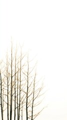 Obraz premium Elegant Budding Trees Against a Softly Lit Ethereal Background in a Realistic Style for Artistic Use